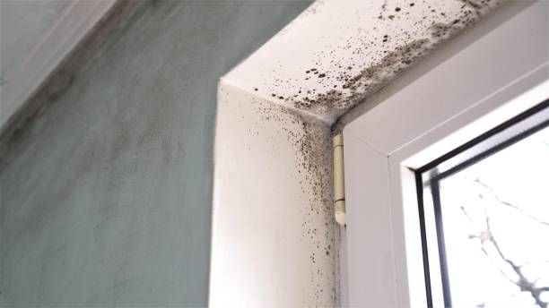 Francisville, KY Mold Removal Company