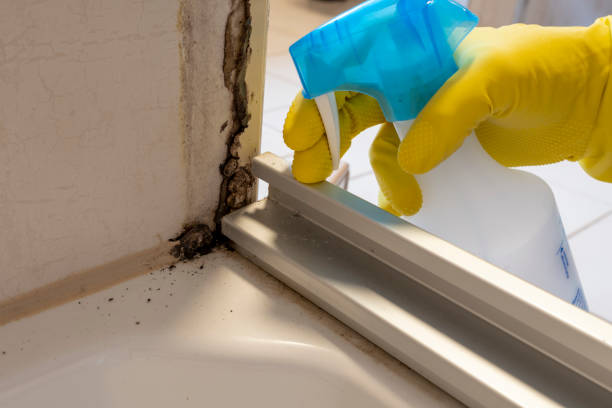 Best Professional Mold Removal  in Francisville, KY