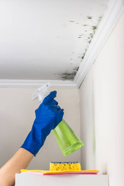 Best Affordable Mold Removal  in Francisville, KY